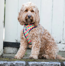 Load image into Gallery viewer, Hugo &amp; Hudson - Multicoloured Geometric Harness